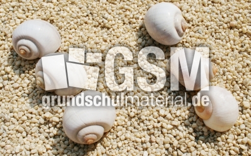Schneckenhäuser-3+3.jpg